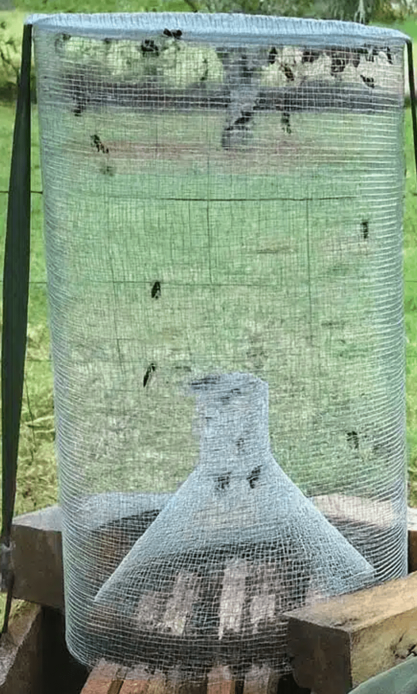 Atelier Nasse anti-frelon au trait d'Union